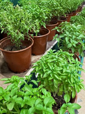 Kahverengi kaplarda taze fesleğenler, yeşil yapraklı bitkiler, aromatik organik otlar.