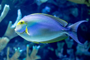 Akvaryumda mavi sularda yüzen egzotik güzel balıklar.