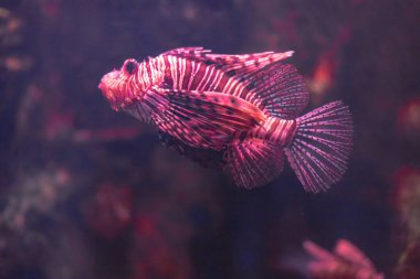 Yakın plan aslan balığı akvaryumda yüzüyor, arka plan bulanık.