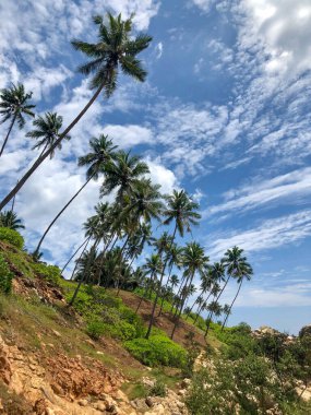 Sri Lanka 'daki tropikal egzotik cennet, sahilde asılı duran palmiyeler, mavi gökyüzü ve su, kuyular ve rahatlama manzarası.
