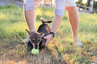 Erkek ellerinin yakın çekimi ve çoklu cins köpek gezdirme ve halka açık parkta erkek sahibiyle oyuncak oynama, tasmalı yavru köpek yavrusu Terrier cinsi, tasmalı, arkadaşlık ve hayvanlar arasında aşk.