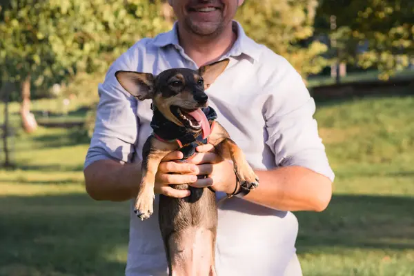 stock image Smiling middle-aged man walks and plays with a small dog in public park, adopted from a shelter multi breed rat terrier puppy, happy time together, activity and leisure outdoors games with a pet, pet