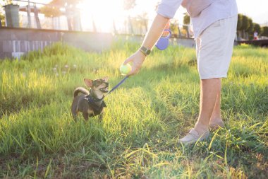 İnsan ellerine yakın çekim ve çok cinsiyetli küçük köpek gezintisi, kauçuk kemik ve tenis oyuncakları, parkın erkek sahibiyle, tasmalı yavru fare teriyeri yavruları.