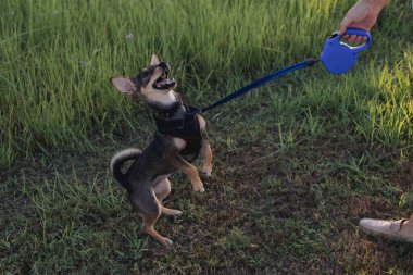Çok cinsiyetli küçük köpek gezintisi ve parkın sahibiyle oynaşma portresi, tasmalı bir fare teriyeri yavrusu, hayvan ve insan arasındaki arkadaşlık ve aşk kavramı,