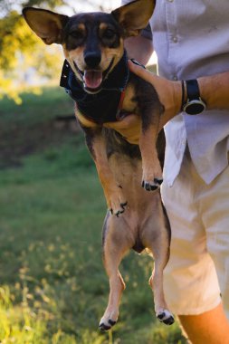 Gülümseyen orta yaşlı bir adam halka açık bir parkta küçük bir köpekle yürüyor ve oynuyor, barınaktan evlat edinilmiş çok cins bir fare teriyeri, birlikte mutlu zaman, aktiviteler ve bir evcil hayvanla açık hava oyunları,