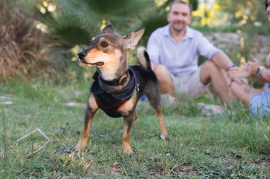 Çok cinsiyetli küçük köpek gezintisi ve park sahibiyle oynaşma portresi, arka planda bulanık insanlar, tasmalı yavru köpek yavrusu Terrier cinsi, arkadaşlık ve aşk