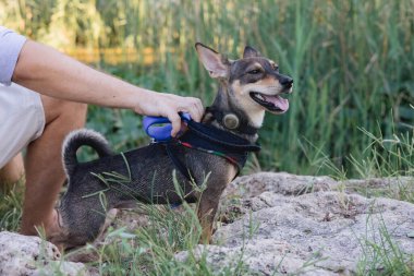 Çok cinsiyetli küçük köpek gezintisi ve parkın sahibiyle oynaşma portresi, tasmalı bir fare teriyeri yavrusu, hayvan ve insan arasındaki arkadaşlık ve aşk kavramı,