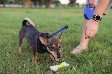 Erkek ellerinin yakın çekimi ve çoklu cins köpek gezdirme ve halka açık parkta erkek sahibiyle oyuncak oynama, tasmalı yavru köpek yavrusu Terrier cinsi, tasmalı, arkadaşlık ve hayvanlar arasında aşk.