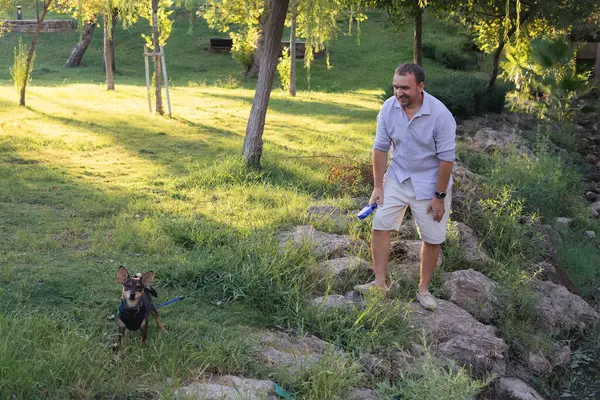 stock image Smiling middle-aged man walks and plays with a small dog in public park, adopted from a shelter multi breed rat terrier puppy, happy time together, activity and leisure outdoors games with a pet, pet