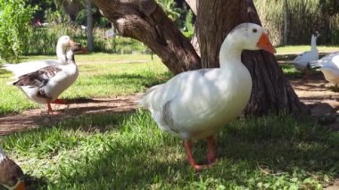 Beyaz kazlar parktaki yeşil bir çayırda otluyor. Evcil bir kaz sürüsü tarlada birbiri ardına yürüyor ve ot yiyor. Antalya, Türkiye 'deki Central Park
