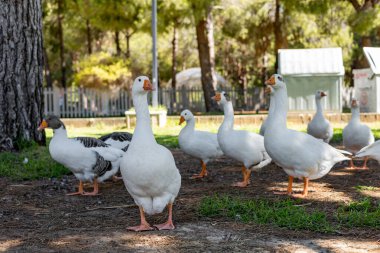 Beyaz kazlar parktaki yeşil bir çayırda otluyor. Evcil bir kaz sürüsü tarlada birbiri ardına yürüyor ve ot yiyor. Antalya, Türkiye 'deki Central Park