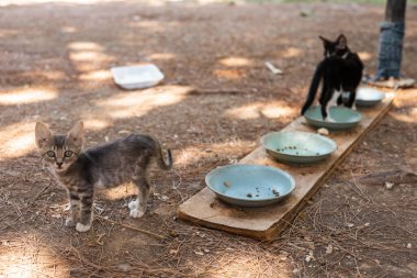 Antalya 'da halka açık bir parkta yürüyen, yemek için boş tabaklar, aç kediler, küçük evsiz hayvanlar, evcil hayvan dostu bir yer, sorun çıkaran, birbirine dolanmış, küçük, kahverengi ve siyah sokak kedileri.