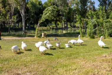 Beyaz kazlar parktaki yeşil bir çayırda otluyor. Evcil bir kaz sürüsü tarlada birbiri ardına yürüyor ve ot yiyor. Antalya, Türkiye 'deki Central Park
