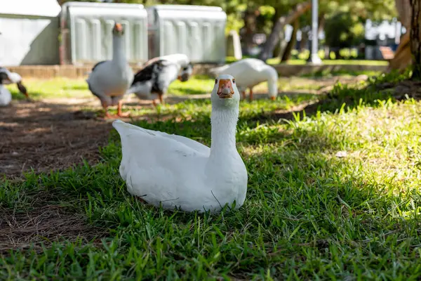 stock image Portrait of goose on a lown. White geese graze on a green meadow in public park. A flock of domestic geese walks one after another across the field and eats grass. Domestic farm animals. Central park