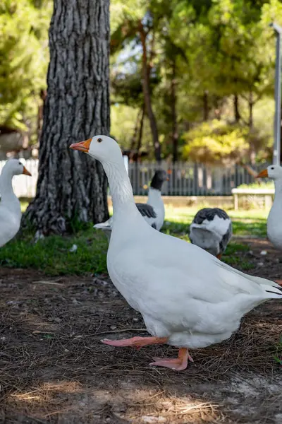 stock image Portrait of goose on a lown. White geese graze on a green meadow in public park. A flock of domestic geese walks one after another across the field and eats grass. Domestic farm animals. Central park