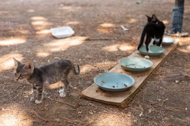 Antalya 'da halka açık bir parkta yürüyen, yemek için boş tabaklar, aç kediler, küçük evsiz hayvanlar, evcil hayvan dostu bir yer, sorun çıkaran, birbirine dolanmış, küçük, kahverengi ve siyah sokak kedileri.