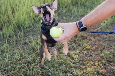 Erkek ellerinin yakın çekimi ve çoklu cins köpek gezdirme ve halka açık parkta erkek sahibiyle oyuncak oynama, tasmalı yavru köpek yavrusu Terrier cinsi, tasmalı, arkadaşlık ve hayvanlar arasında aşk.