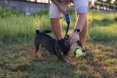 İnsan ellerine yakın çekim ve çok cinsiyetli küçük köpek gezintisi, kauçuk kemik ve tenis oyuncakları, parkın erkek sahibiyle, tasmalı yavru fare teriyeri yavruları.