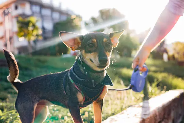 stock image Portait of multi-breed small dog walking and playing with owner in public park, a young playful puppy metis of rat terrier breed on a leash, friendship and love between animal and human, concept of