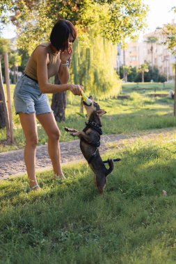 Gülümseyen genç bir kadın halka açık bir parkta küçük bir köpekle yürüyor ve oynuyor, barınaktan evlat edinilmiş çok cins bir fare teriyeri, birlikte mutlu zaman, aktiviteler ve bir evcil hayvanla açık hava oyunları,
