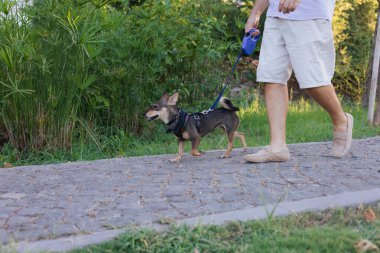 Yaz günbatımında bir köpekle parkta yürürken iki bacağın yakın çekimi, kadın ve erkeğin portresi, birlikte rahat ve keyifli zaman geçirmek, rahatlamak, aşk ve mutluluk, evcil hayvan dostu aile, hayvan sahipleri ve