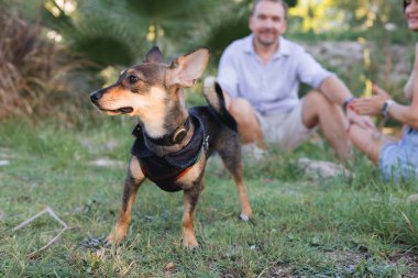 Çok cinsiyetli küçük köpek gezintisi ve park sahibiyle oynaşma portresi, arka planda bulanık insanlar, tasmalı yavru köpek yavrusu Terrier cinsi, arkadaşlık ve aşk