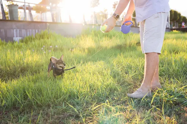 stock image Close-up of man hands and multi-breed small dog walking and playing rubber bone and tennis ball toys with male owner in public park, a young playful puppy metis of rat terrier breed on a leash