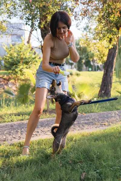 stock image Smiling young woman walks and plays with a small dog in public park, adopted from a shelter multi breed rat terrier puppy, happy time together, activity and leisure outdoors games with a pet, pet