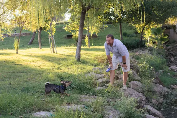 stock image Smiling young woman walks and plays with a small dog in public park, adopted from a shelter multi breed rat terrier puppy, happy time together, activity and leisure outdoors games with a pet, pet