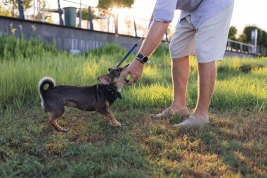 İnsan ellerine yakın çekim ve çok cinsiyetli küçük köpek gezintisi, kauçuk kemik ve tenis oyuncakları, parkın erkek sahibiyle, tasmalı yavru fare teriyeri yavruları.