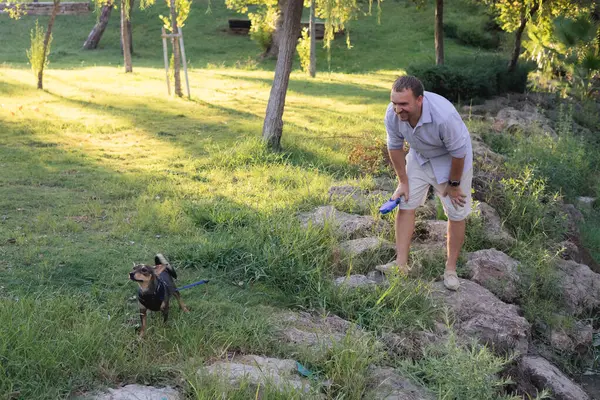 stock image Smiling middle-aged man walks and plays with a small dog in public park, adopted from a shelter multi breed rat terrier puppy, happy time together, activity and leisure outdoors games with a pet, pet