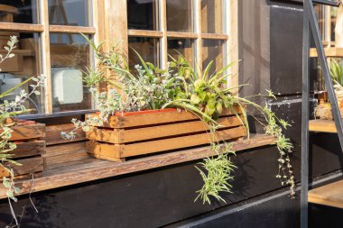 Verimli yeşillikle süslenmiş ahşap ekiciler, güneşli bir pencereyi parlatırlar, öğleden sonra güneşinde kentsel bir alanın cazibesini artırırlar. Şehirdeki açık büfe ya da restoran. Sıcak bir atmosfer. Dekorasyon