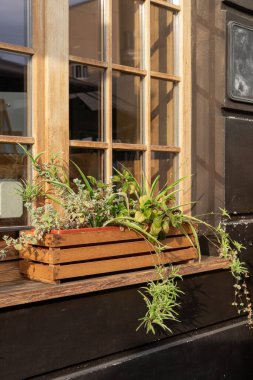 Verimli yeşillikle süslenmiş ahşap ekiciler, güneşli bir pencereyi parlatırlar, öğleden sonra güneşinde kentsel bir alanın cazibesini artırırlar. Şehirdeki açık büfe ya da restoran. Sıcak bir atmosfer. Dekorasyon