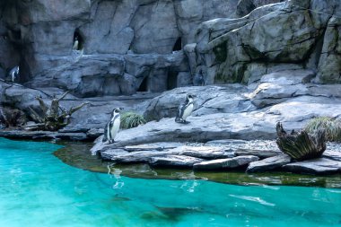 Penguenler hayvanat bahçesinde büyük bir akvaryumda ya da havuzda yüzerler. Mavi şeffaf şeffaf su, doğal yaşam alanı taklidi. Hayvanlar mutlu bir şekilde yüzer. Arka planda taşlar ve kayalar. 