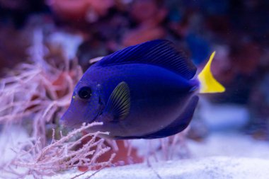 Renkli bir palyaço balığı canlı mor şakayıklarla dolu verimli bir sualtı manzarasında zarifçe süzülür. Palyaço balığının nazik hareketi, akışkan dokunaçlarıyla güzel bir tezat oluşturuyor.