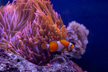 Renkli bir palyaço balığı canlı mor şakayıklarla dolu verimli bir sualtı manzarasında zarifçe süzülür. Palyaço balığının nazik hareketi, akışkan dokunaçlarıyla güzel bir tezat oluşturuyor.