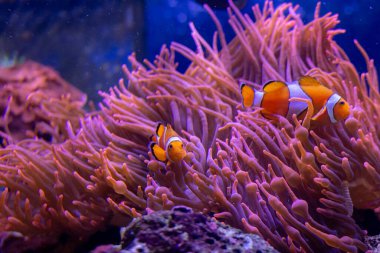 Renkli bir palyaço balığı canlı mor şakayıklarla dolu verimli bir sualtı manzarasında zarifçe süzülür. Palyaço balığının nazik hareketi, akışkan dokunaçlarıyla güzel bir tezat oluşturuyor.