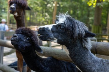 Bereketli yeşilliklerle çevrili canlı bir hayvanat bahçesinde, iki lama çitte etkileşime girerken oyuncu davranışlar sergiliyor. Güneş ışığı ağaçların arasından süzülüyor, eşsiz kürk şekillerini vurguluyor ve