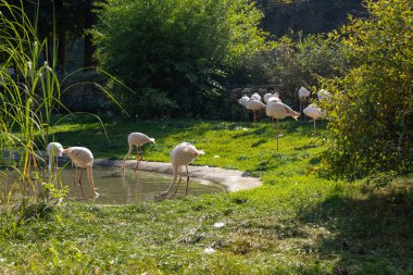 Güzel pembe flamingolar hayvanat bahçesindeki gölün yanında yürürler. Sıcak güneşli yaz günü. 
