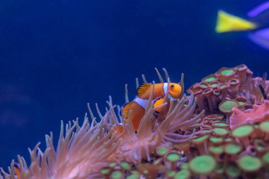 Renkli bir palyaço balığı canlı mor şakayıklarla dolu verimli bir sualtı manzarasında zarifçe süzülür. Palyaço balığının nazik hareketi, akışkan dokunaçlarıyla güzel bir tezat oluşturuyor.