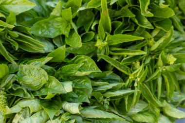 Yakından bakıldığında, aromatik özellikleri ve mutfak kullanımıyla bilinen bol miktarda taze fesleğen yaprağı koleksiyonu görülüyor. Renk ve dokularda değişen canlı yeşiller tazeliği gösteriyor.