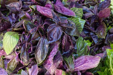 Parlak mor ve yeşil fesleğen yapraklarının yakın plan görüntüsü, titizlikle düzenlenmiş ve çeşitli zengin doku ve renkler sergiliyor. Yapraklar nem ile parlıyor, tazeliği işaret ediyor. Bu...