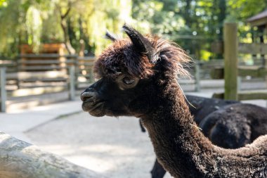 Bereketli yeşilliklerle çevrili canlı bir hayvanat bahçesinde, iki lama çitte etkileşime girerken oyuncu davranışlar sergiliyor. Güneş ışığı ağaçların arasından süzülüyor, eşsiz kürk şekillerini vurguluyor ve