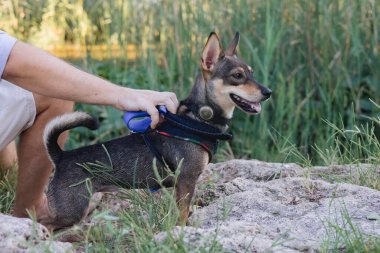 Çok cinsiyetli küçük köpek gezintisi ve parkın sahibiyle oynaşma portresi, tasmalı bir fare teriyeri yavrusu, hayvan ve insan arasındaki arkadaşlık ve aşk kavramı,