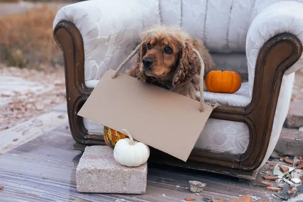 Neşeli bir köpek eski bir kanepede rahat bir şekilde oturur, elinde boş bir iple boş bir tabela tutar. Sıcak atmosfer, yakınlarda dağılmış küçük balkabakları ve kabakların varlığı ile güçlenir.