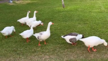 Güneş batarken bir kaz sürüsü huzur içinde gezip otluyor ve manzaranın üzerine sıcak altın bir ışık saçıyor. Kazlar, çarpıcı beyaz tüyleri ve canlı tüyleriyle