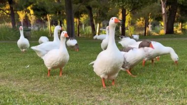 Güneş batarken bir kaz sürüsü huzur içinde gezip otluyor ve manzaranın üzerine sıcak altın bir ışık saçıyor. Kazlar, çarpıcı beyaz tüyleri ve canlı tüyleriyle
