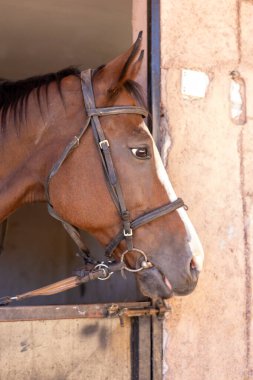Kahverengi bir at ahırda sakince duruyor, kafası duvardan dışarı bakıyor. Bir eyer ve dizginle donatılmış at, sabah gezintisine hazır görünüyor. Şafağın yumuşak ışığı aydınlatacak