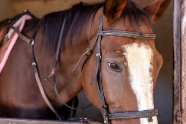 Bu yakın çekim görüntüsünde alnında beyaz bir alev olan kahverengi bir at görülüyor. At bir dizginle süslenir ve bir ahırın içine yerleştirilir, sakinlik ve dostluk hissi verir.