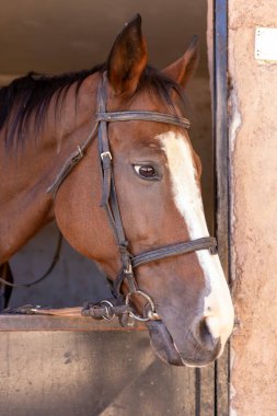 Kahverengi bir at ahırın kapısında durmuş, tuhaf bir şekilde dışarı bakıyor. Güneş ışığı filtreler, atların parlak paltosunu ve ahırın kırsal ahşap yapısını vurgular..